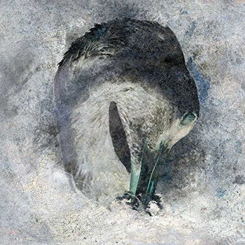 Dark bird with a long beak, against a textured, grey background.