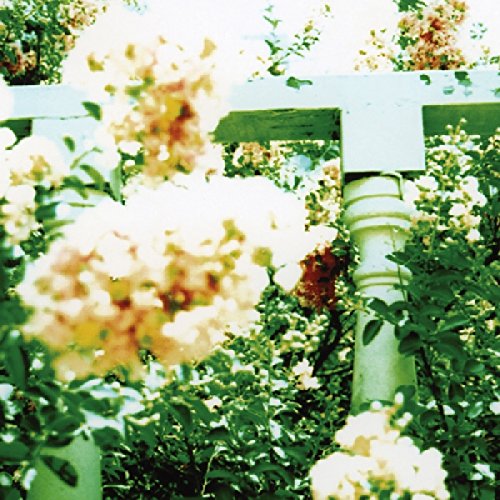 Blurred white flowers and green foliage surrounding a white wooden garden trellis.