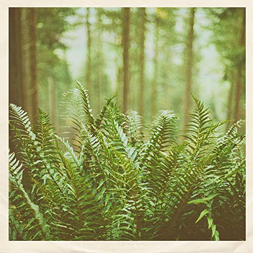 Vinyl record cover with a blurred, green forest and ferns.