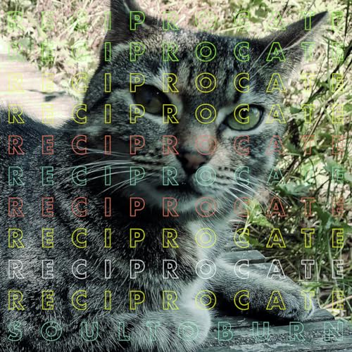 Close-up of a tabby cat’s face with overlaid neon green and red text.