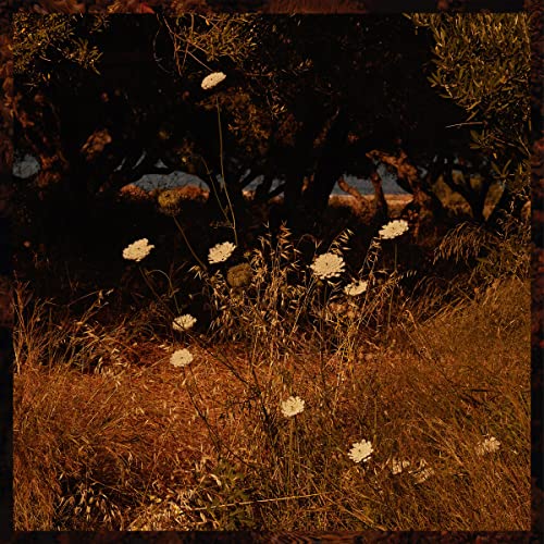 Wildflowers bloom amidst gnarled branches and a hazy, golden landscape.