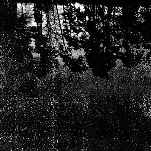Black and white grainy image of dense forest or woodland.