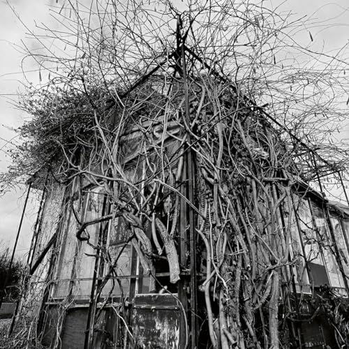 Black and white photo of a dilapidated, vine-covered house.