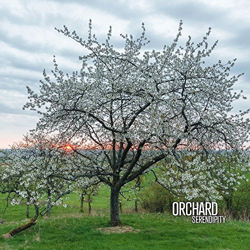 Flowering tree in a field at sunset, album cover for "Serendipity".