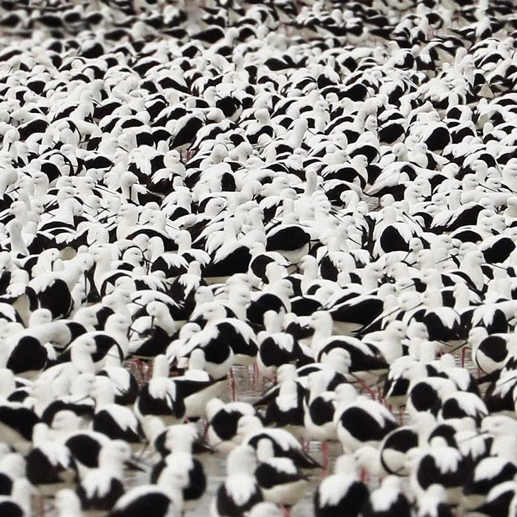 Black and white abstract pattern resembling birds in a flock.