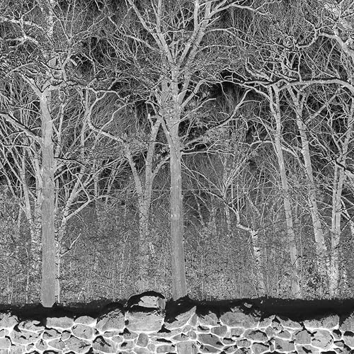 Black and white forest scene with stone wall in foreground.