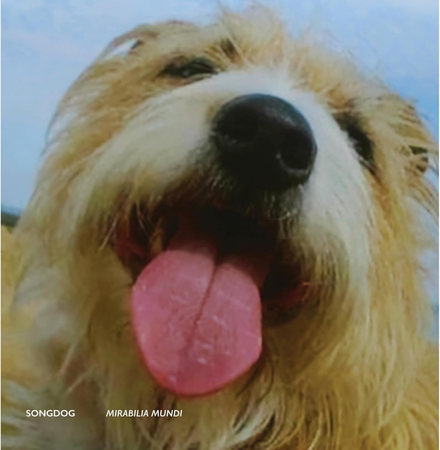 Close-up of a fluffy dog with its tongue sticking out.