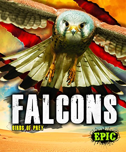 Falcons (Birds of Prey)