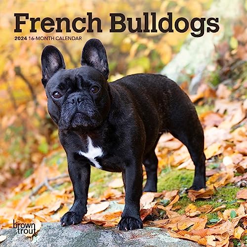 French Bulldogs | 2024 7 x 14 Inch Monthly Mini Wall Calendar | BrownTrout | Animals Dog Breeds