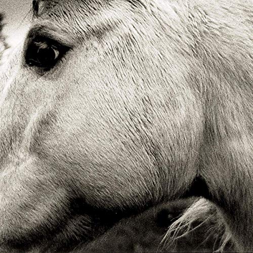 Close-up black and white image of a horse's eye and muzzle.