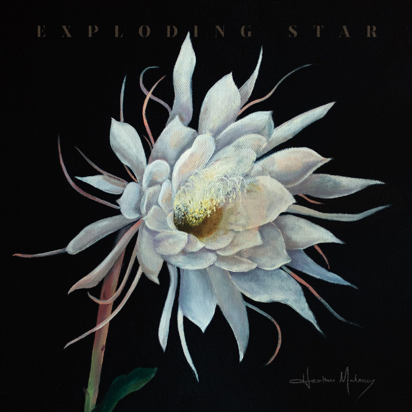 Painted white night-blooming cereus flower against a dark background.
