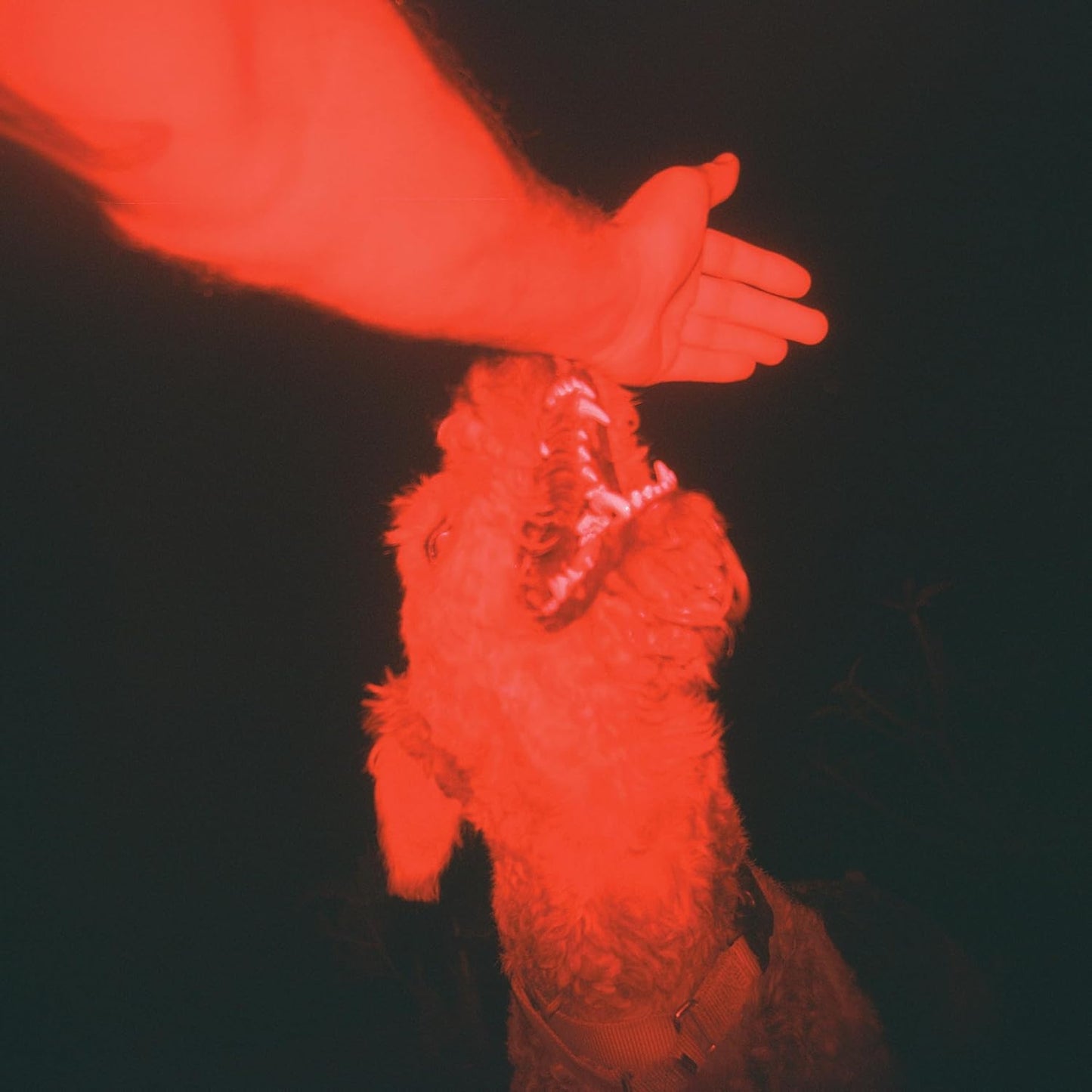 Red-toned image of a dog with an outstretched human hand nearby.