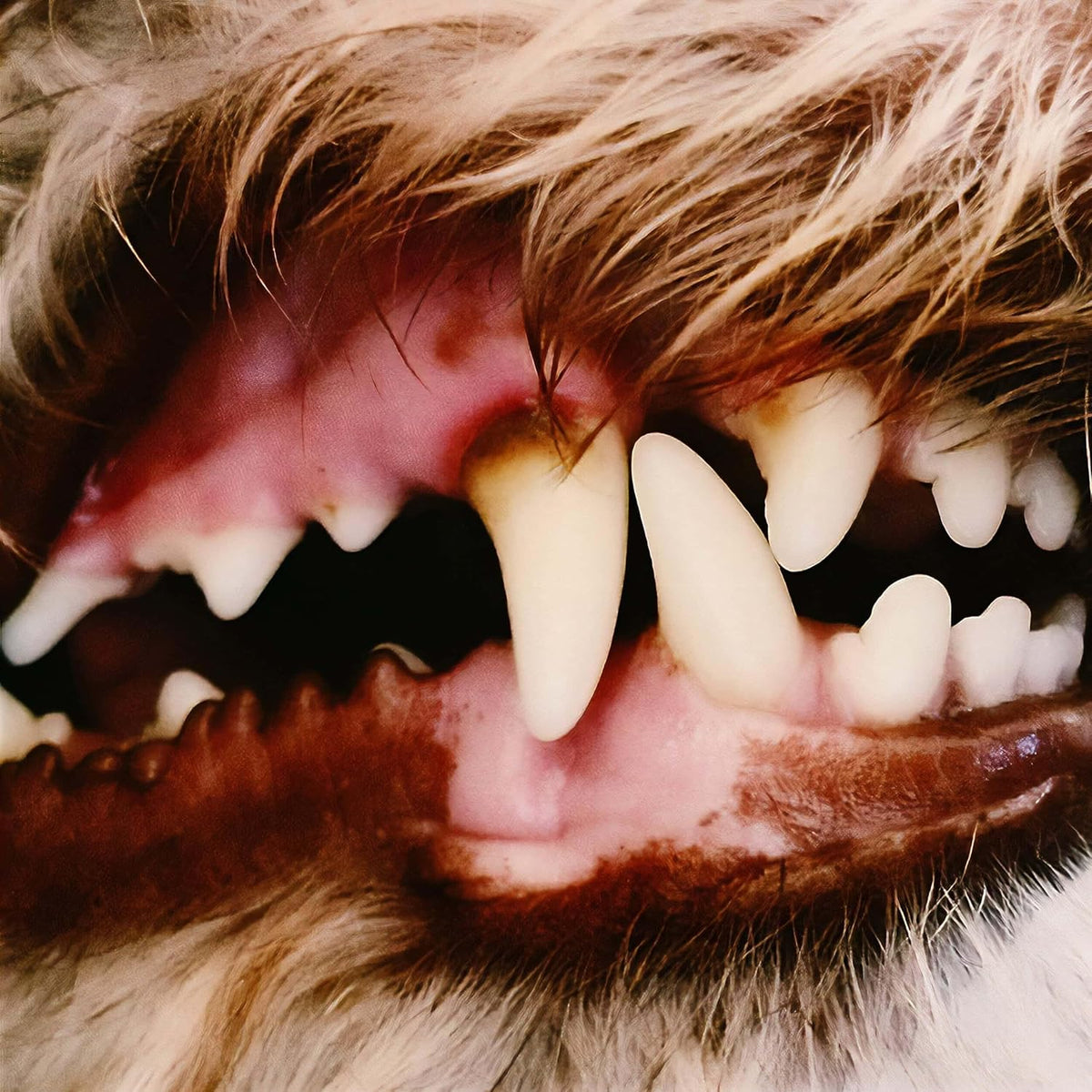 Close-up of an open mouth with teeth, pink gums, and fur.