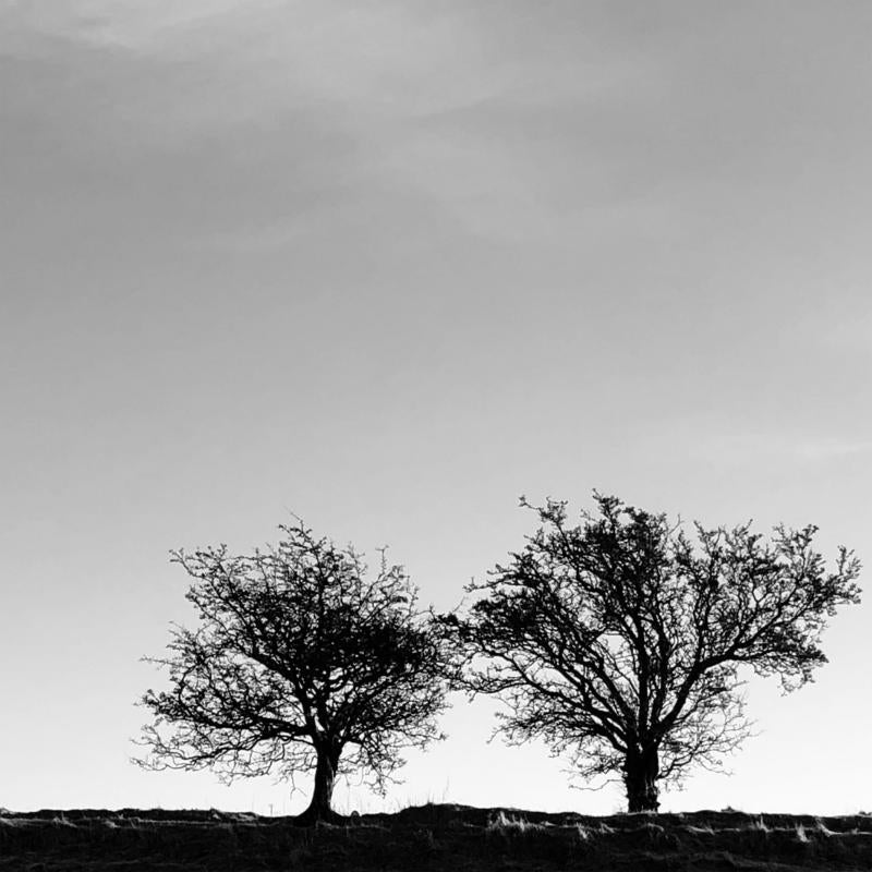 Black and white photo of two silhouetted trees against a bright sky.