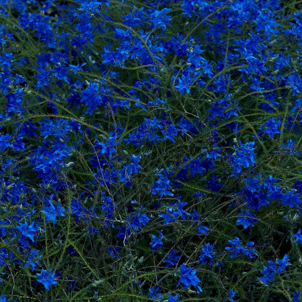 Dense field of small, vibrant blue flowers with slender green stems.