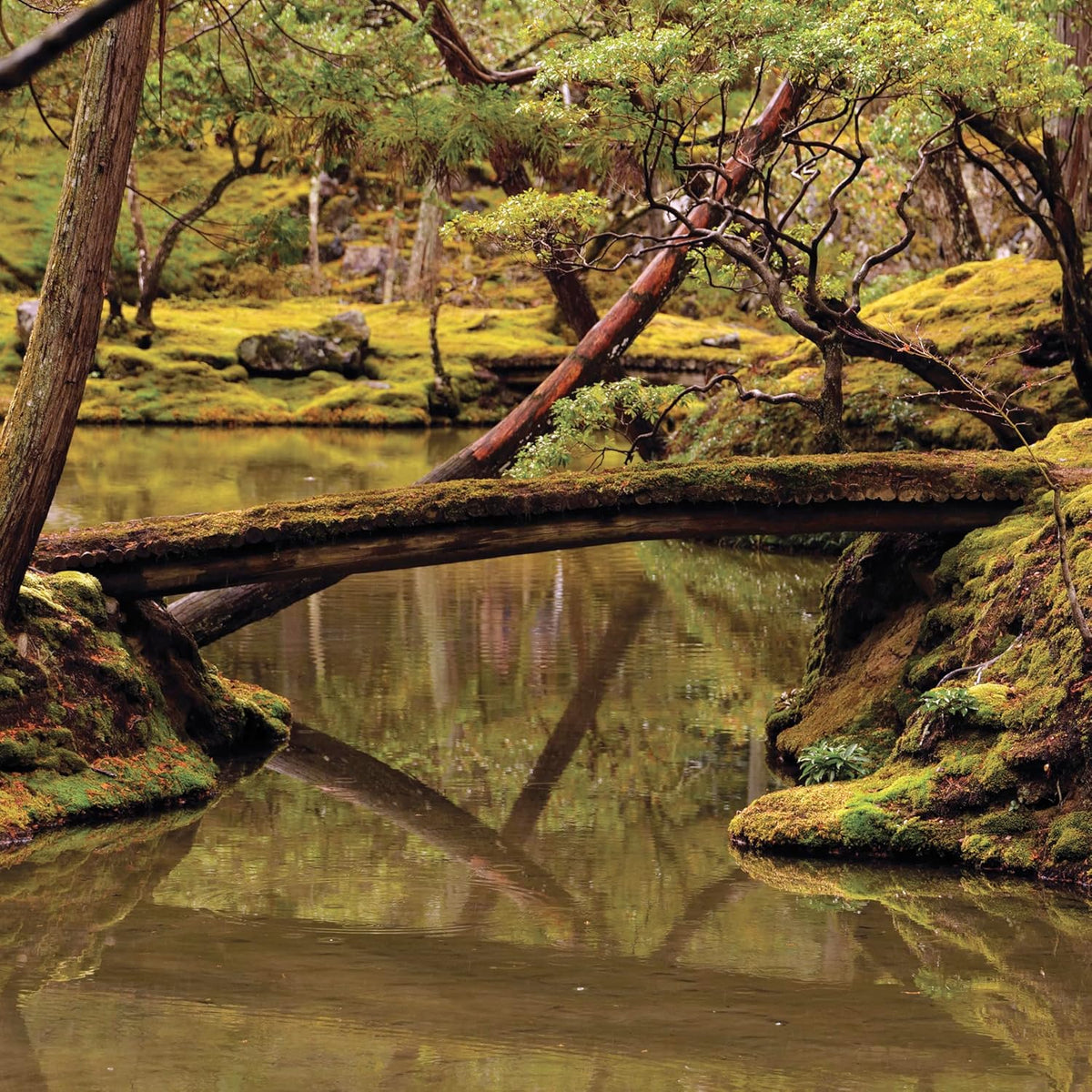Mossy forest scene with a small wooden bridge over still water.