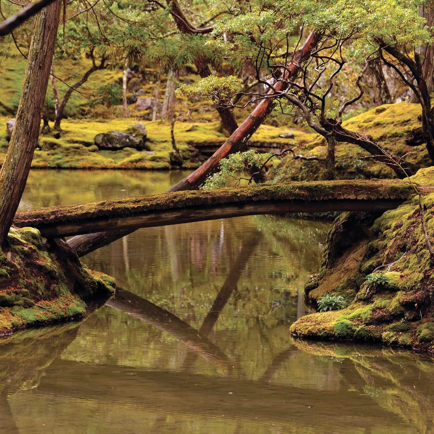 Forest landscape with a small pond, fallen log, and mossy ground.
