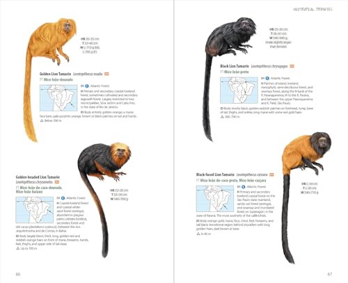 Four detailed illustrations of Neotropical lion tamarins with range maps.