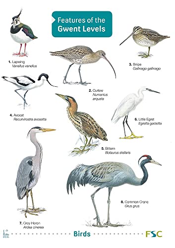 Bird identification chart featuring six wading birds and a crane.