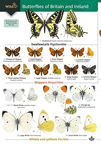 Identification guide featuring numbered illustrations of various British and Irish butterfly species.