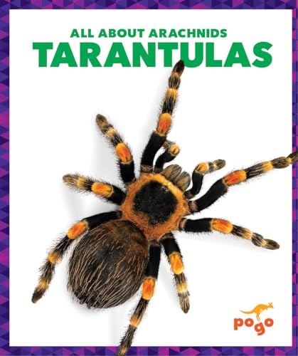 Close-up of a brown and orange tarantula on a white background.