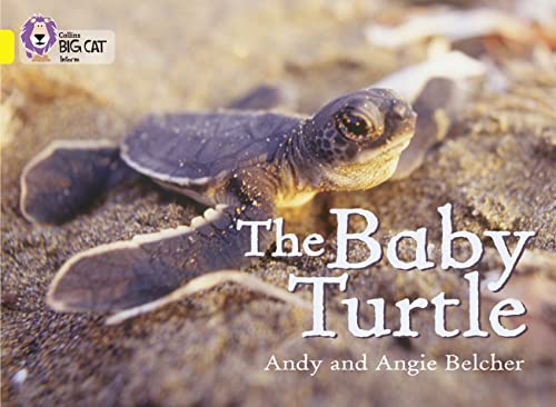 Close-up of a tiny sea turtle crawling on a sandy beach.