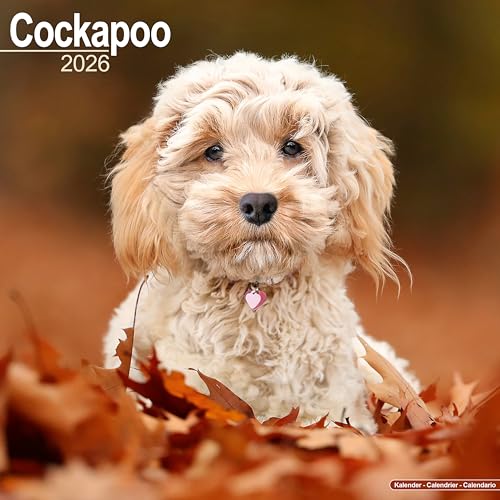 Close-up of a fluffy, light-brown Cockapoo puppy amongst autumn leaves.