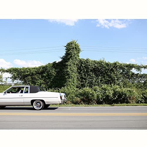 A white vintage car driving on a road past a thick, vine-covered hedge.