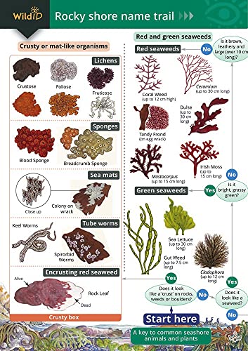 Colorful chart identifying rocky shore organisms with illustrations and a decision tree.