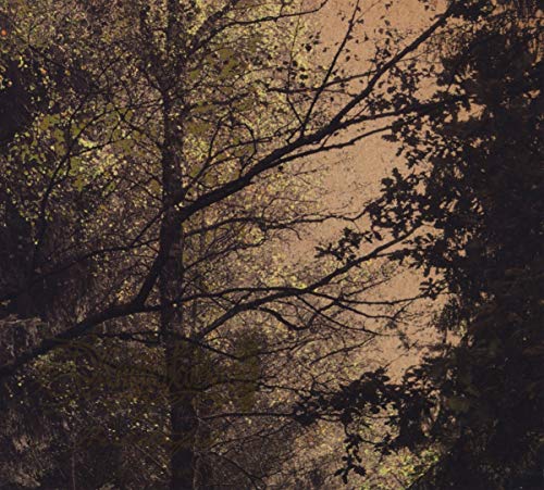 Dark, silhouetted tree branches against a muted, autumnal sky.