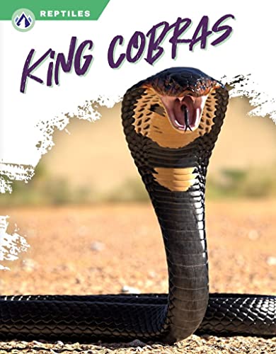 Close-up of a king cobra with hood spread, fangs bared, against a blurred background.