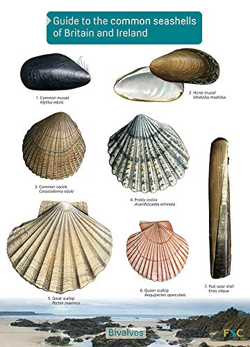 Book cover displaying illustrations of seven common British and Irish seashells.
