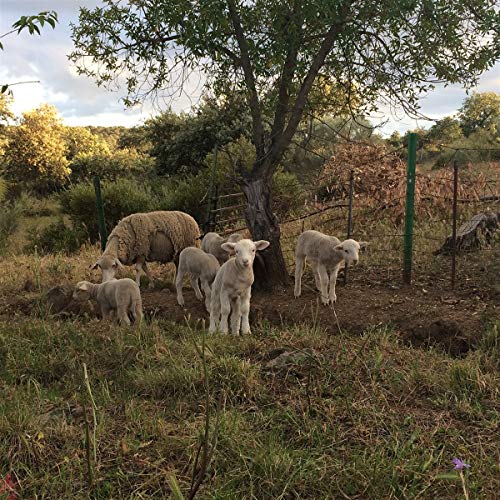 Sheep gather under a tree in a rural, grassy landscape.