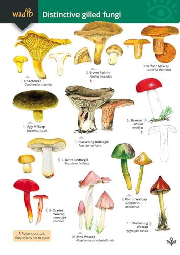 Detailed illustration of twelve different species of gilled fungi.