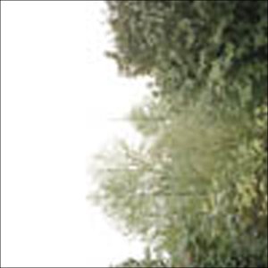 A blurry image of trees against a white background, likely a CD album cover.