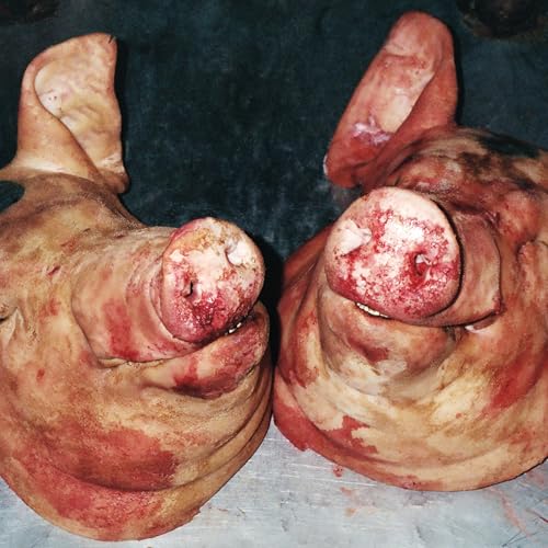 Close-up of two pig heads with raw, reddish-pink skin and snouts.