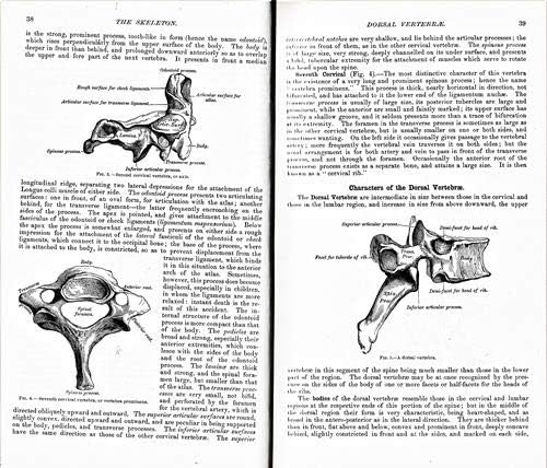 Two open pages of Gray's Anatomy showing black and white illustrations of vertebrae.