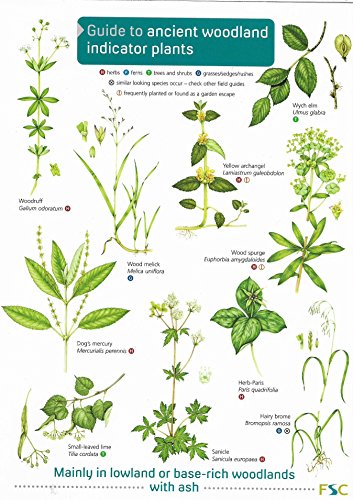 Book cover displaying detailed botanical illustrations of woodland plants.