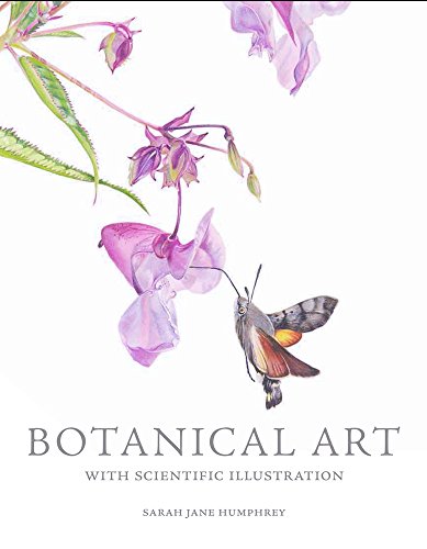 A hummingbird moth pollinating a pink flower, from the book Botanical Art with Scientific Illustration.