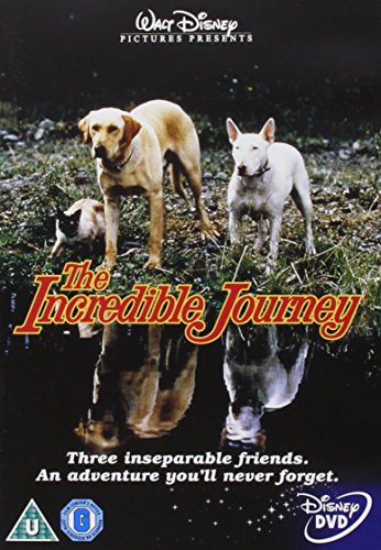 A golden retriever, a white bull terrier, and a cat standing by a pond.