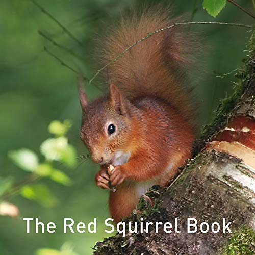 A red squirrel eating a nut while perched on a tree trunk.