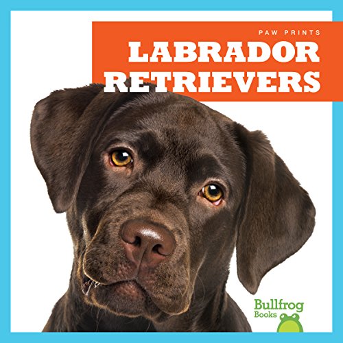Close-up of a chocolate Labrador Retriever’s face, book cover.