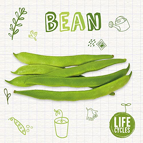 Green bean pods and illustrated life cycle stages on lined paper.