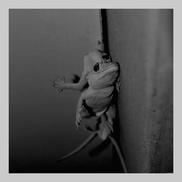Black and white photo of a tree frog clinging to a textured surface.