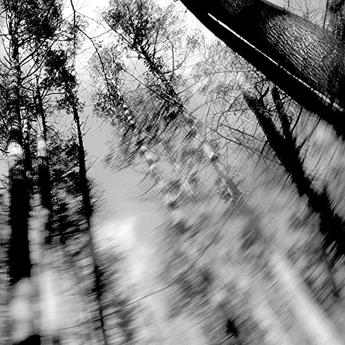 Black and white abstract image of blurred trees and sky.