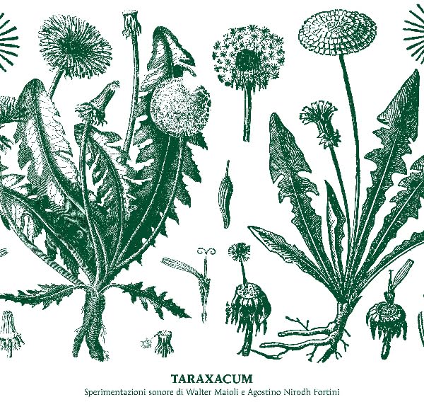 Vintage botanical illustration of dandelion plants and seed heads.
