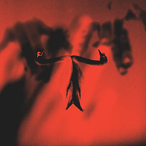 Silhouette of a bird against a blurry, vibrant red background.