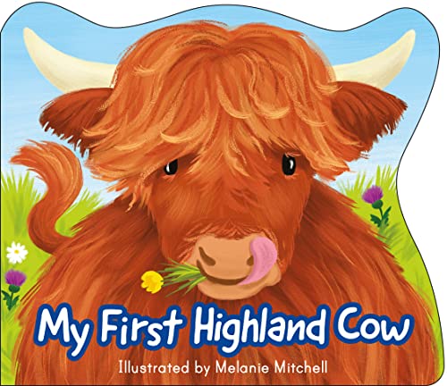 A shaggy ginger Highland cow with horns, chewing grass, on a bright blue background.
