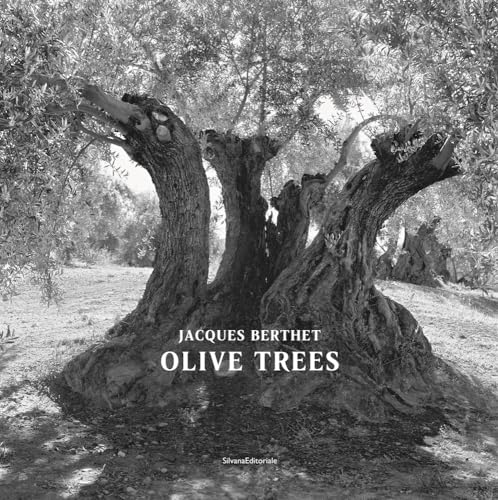 Black and white photograph of gnarled olive tree trunks and branches.