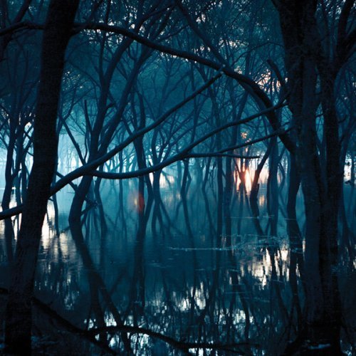 Dark, misty forest scene with sunlight filtering through bare branches.